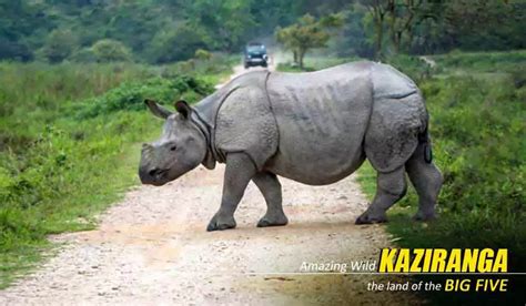 Kaziranga Package Tour From Guwahati Kaziranga Tour Package From