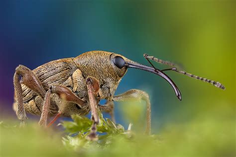 Hazelnut Weevil A Photo On Flickriver