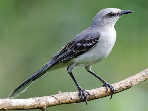 Northern Mockingbird