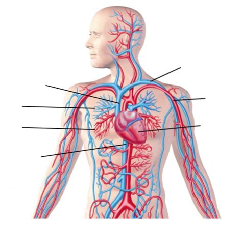 Cardiovascular System Vocab Diagram | Quizlet