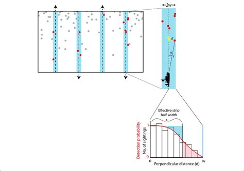 Schematic Representation Of The Elements Of A Line Transect Survey