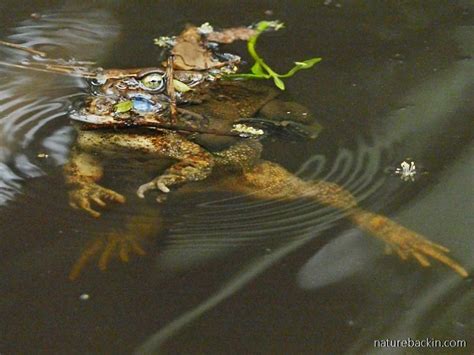 The Time Of The Season Guttural Toads Go A Courting Letting Nature