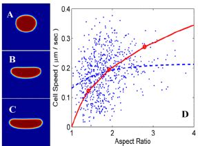 Color Online Snapshots Of Three Steady State Solutions Of Our Model