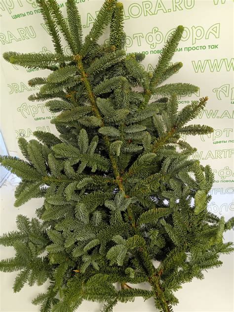 3 ветки датской пихты нобилиc купить в СПб | Фото и видео букета | Артфлора