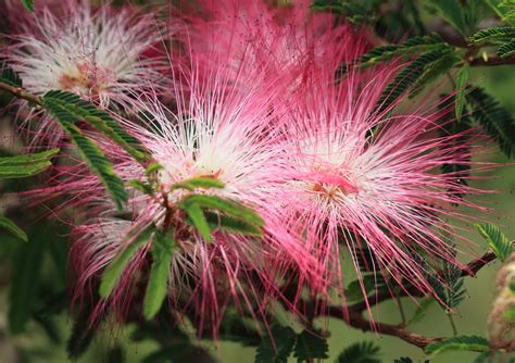 Мохнатые цветы - 60 фото