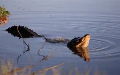 Pin on Wildlife in the Lowcountry