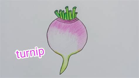 How To Draw A Turnip Step By Step Youtube