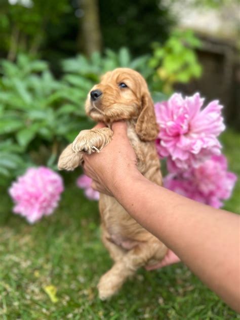 Chiot Elevage De La Terre D Opale Eleveur De Chiens Cocker Spaniel