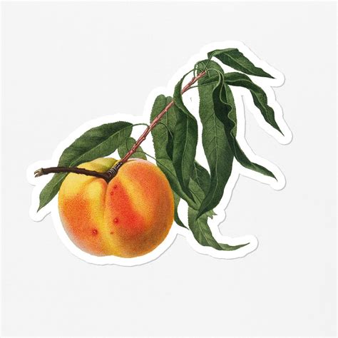 Hand Drawn Peach Fruit Sticker Premium Psd Rawpixel