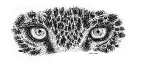 Leopard Eyes - Print Drawing by David Rabie