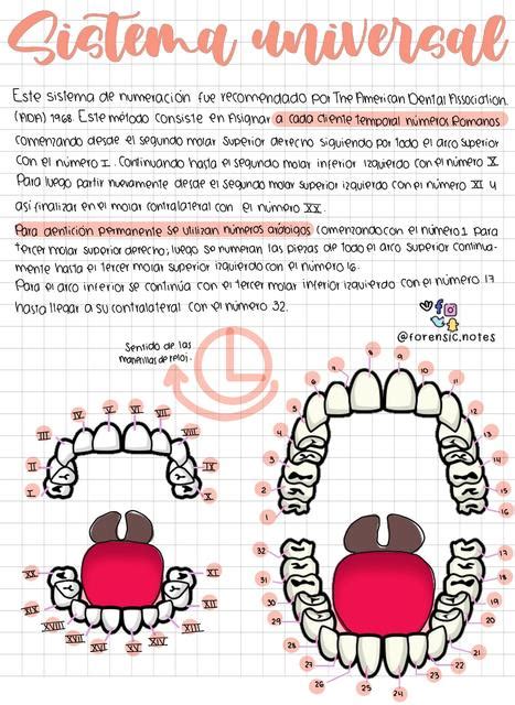 Nomenclaturas Dentales y Actividad Odontología forense Forensic notes