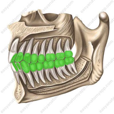 Анатомия зубов – Easy Anatomy 3D