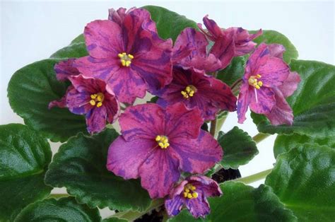 Фиалка Live wire: фото и описание сорта