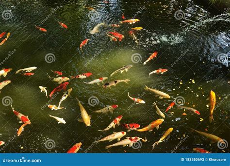 Hermoso Pez Carpa O Pez Koi Nadando En El Estanque Imagen De Archivo