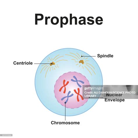 prophase illustration high res vector graphic getty images