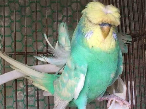 12 best Crested Budgies images on Pinterest | Budgies, Parakeets and ...