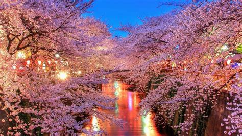 Japan Cherry Blossom Desktop Wallpapers - Top Free Japan Cherry Blossom ...