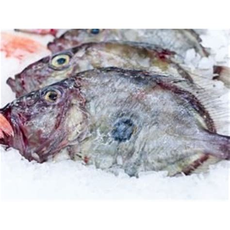 JOHN DORY WHOLE LARGE 1KG 1 5KG NZ R W Seafood Fish Foodlink