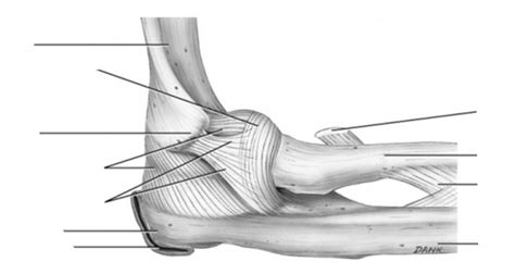 Elbow And Radioulnar Joint Diagram Labelling Lateral Aspect Diagram