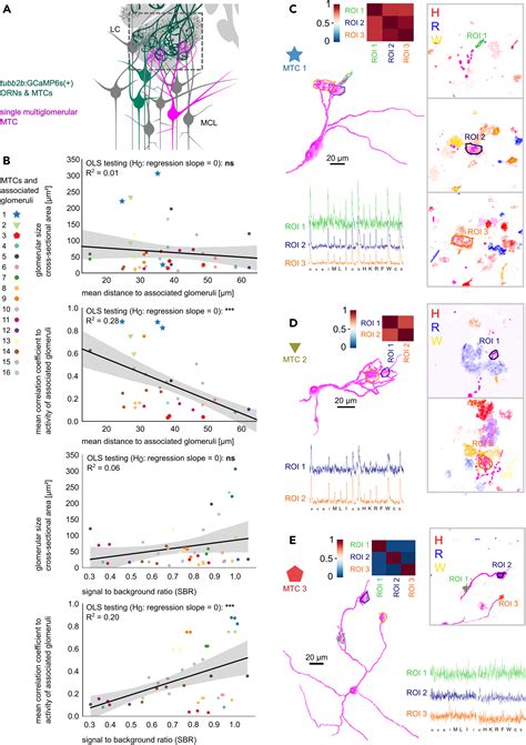 Functional Odor Map Heterogeneity Is Based On Multifaceted Glomerular