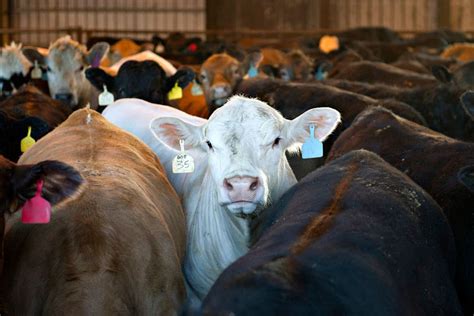 Fleischkonsum Und Klima Wir M Ssen Weg Von Der Tierhaltung Geo