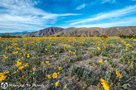 A Visit To The Anza Borrego Desert To See The Wildflower Super Bloom