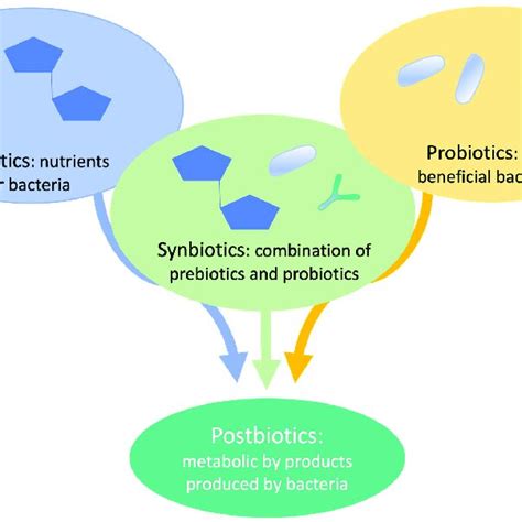 Concept Of Prebiotic Probiotic Synbiotic And Postbiotic Adapted