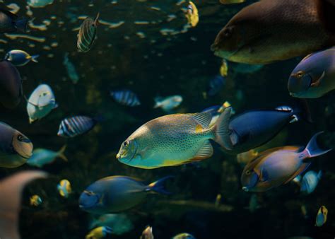 Underwater Photo of a School of Tropical Fish · Free Stock Photo