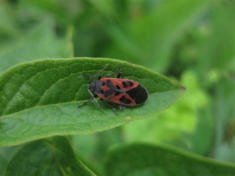Lygaeus Species Of The World · Inaturalist Mexico