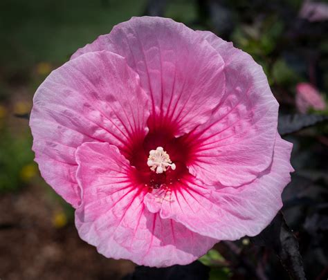 Pink Hibiscus Dallas Arboretum Sharon Mollerus Flickr