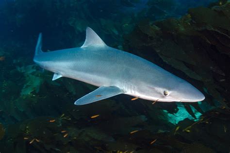 SHARKS IN THE THAMES — The Daily Jaws