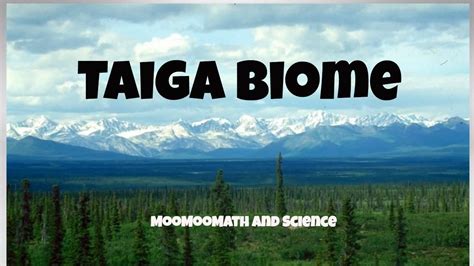 Worlds Largest Land Biome The Taiga Biomes Deciduous Forest Biome