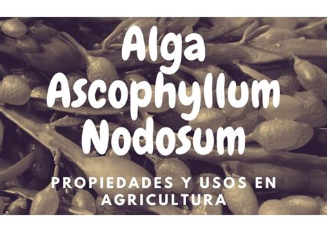 Propiedades Del Ascophyllum Nodusum Y Usos En Agricultura