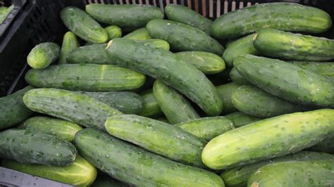 Nationwide Cucumber salmonella outbreak infects two in Wisconsin