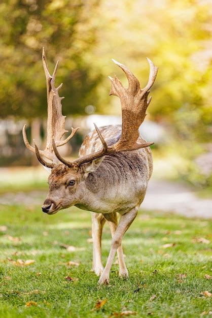 Premium Photo Beautiful Portrait Of A Deer Head Red Deer Stag