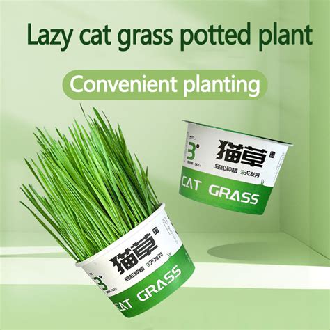 instant cat grass mga supply ng alagang hayop sa nakapaso na halaman