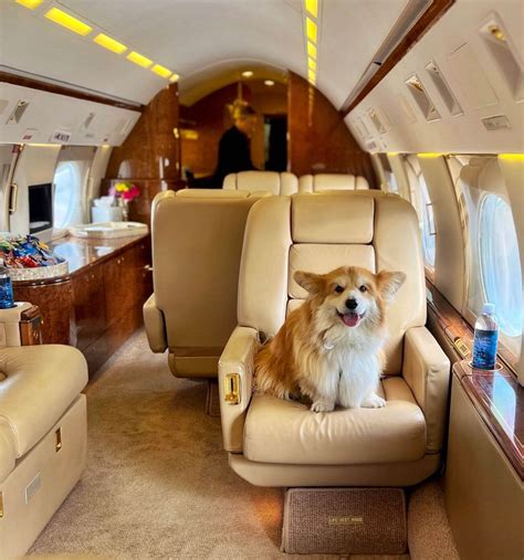 K9 JETS, the airline that lets you bring your dog in the cabin ...