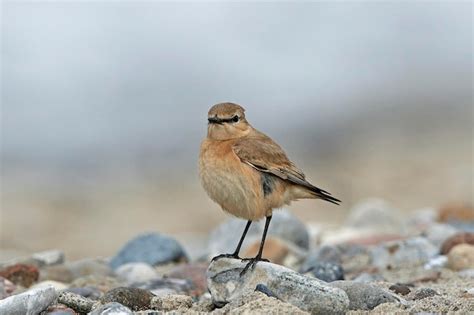 Premium Photo | Isabelline wheatear