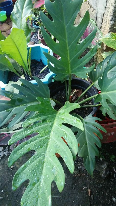 Philodendron Olympiad Plants Plant Leaves Philodendron