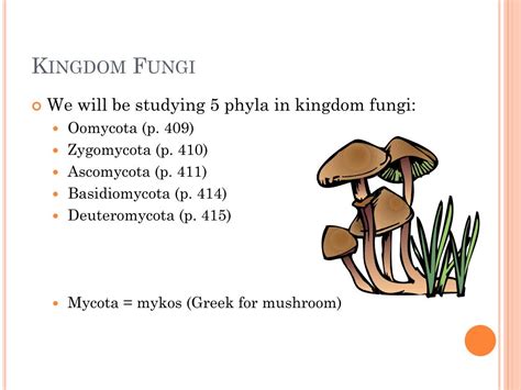 Ppt Kingdom Fungi Powerpoint Presentation Free Download Id2522709