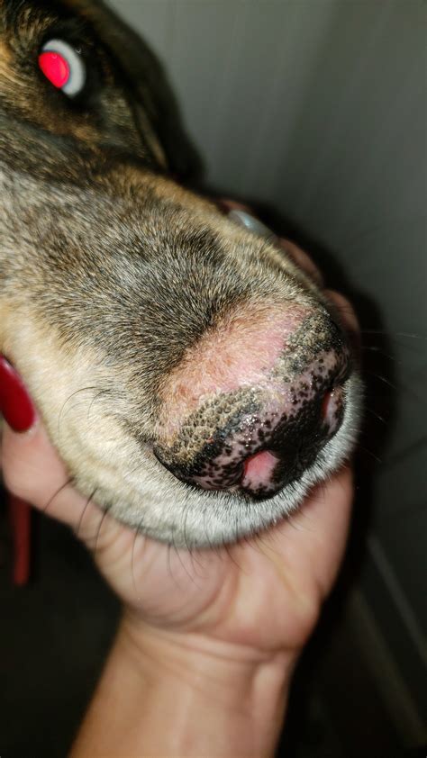 why dog pounds near me are seeing a surge in purebreds 8