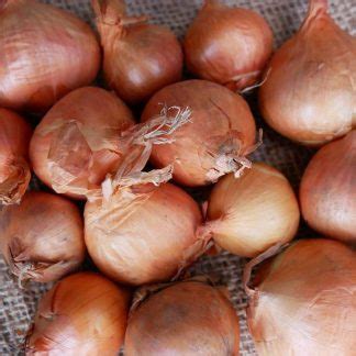 Shallots Golden Gourmet Sets True Harvest Seeds Shop