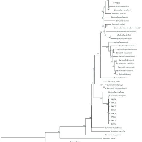 Phylogenetic Tree Of Concatenated Sequences Glta And Ribc Of