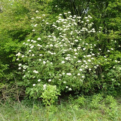 Viorne Lantane Viburnum Lantana Le Jardin Des Intuitions