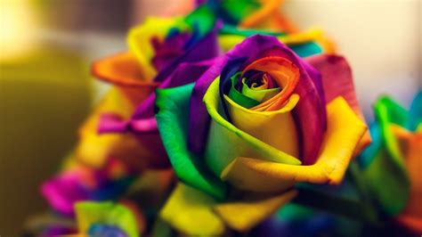 Rainbow Roses Wallpapers Top Free Rainbow Roses Backgrounds Wallpaperaccess