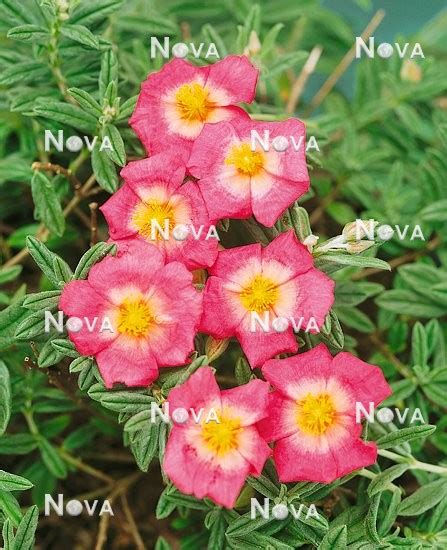 Helianthemum Georgeham