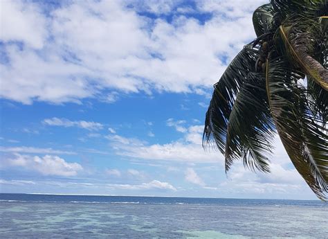 A Food Lover’s Guide to Tahiti: Must-Try Local Delicacies - Unique Tahiti