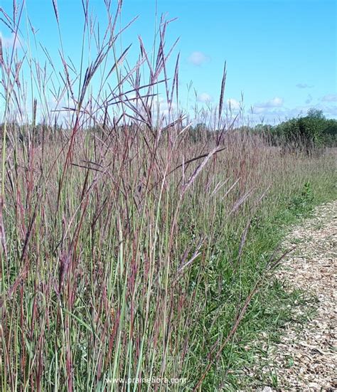 Prairie Grasses