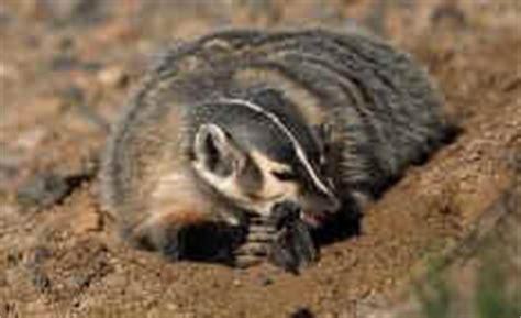 American Badger Life and Habitat