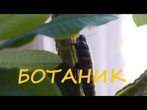 БОТАНИК - YouTube